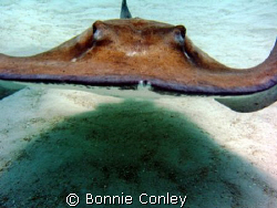 Heading straight for me!  Stingray City, Grand Cayman.  P... by Bonnie Conley 